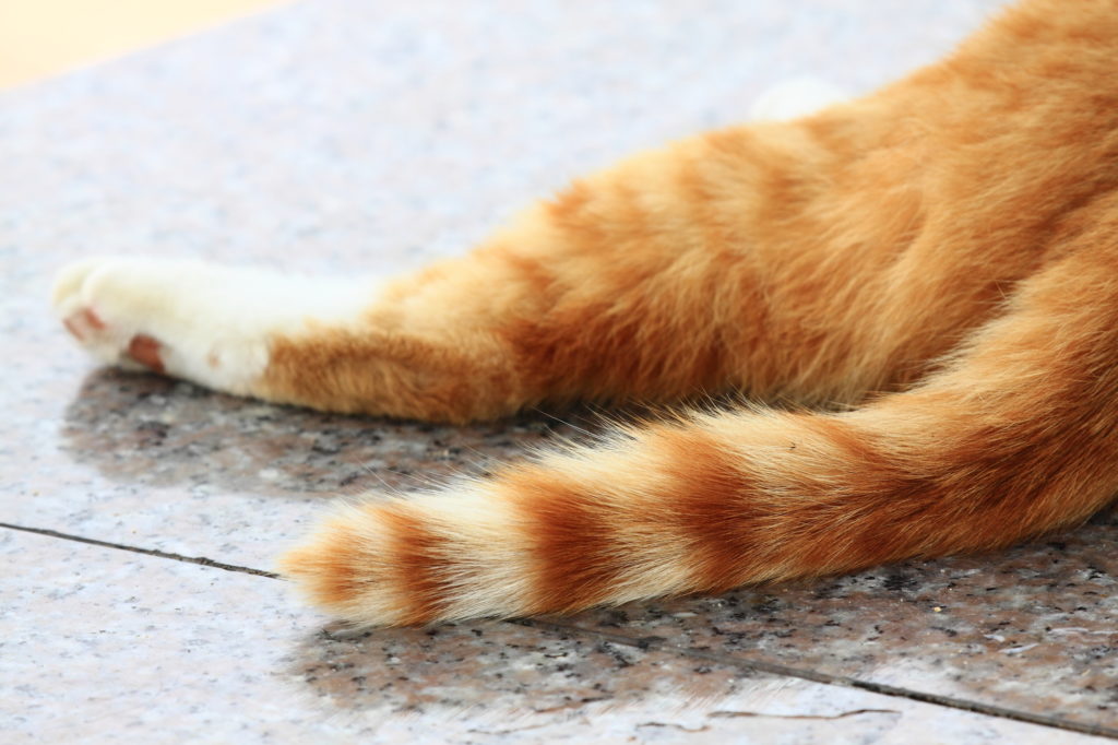 猫が しっぽを床に叩きつける 意味 対処方法まとめ 生き物当番