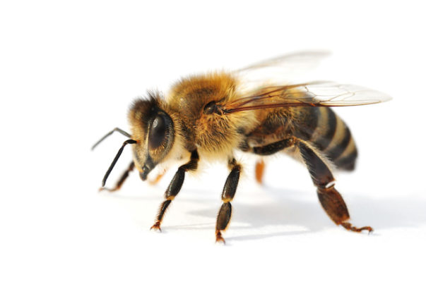 f97b2b112bb2d19d5825154f01456c1f 「蜂に刺された時」の症状・対策や放置の危険性を解説！